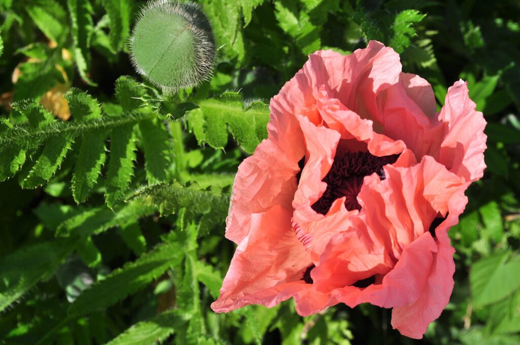 Grow a Neighborhood Pollinator Patch, One Small Bed at a Time