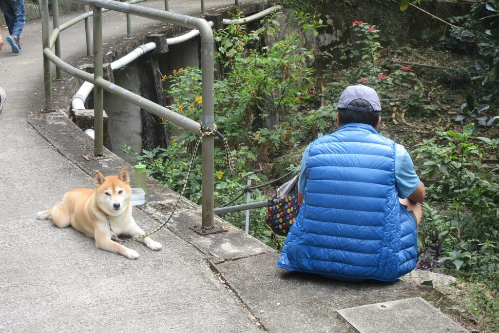 HK Hiking December 2018 IX2 118 Trail pet dog parking n outing visitor blue winter male clothing sitting
