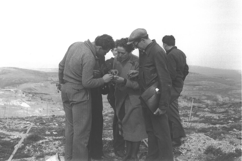 STUDENTS OF BOTANICS OF THE HEBREW UNIVERSITY EXAMINING WILD FLOWERS ON MOUNT SCOPUS IN JERUSALEM. סטודנטים לבוטאניקה באוניברסיטה העברית, במהלך שיעור